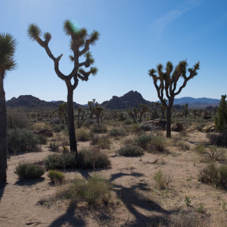Joshua-Tree-15.jpg