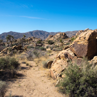 Joshua-Tree-13.jpg
