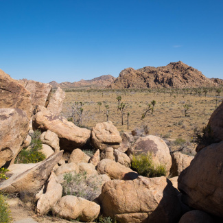 Joshua-Tree-9.jpg