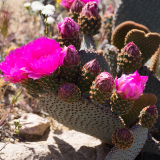Joshua-Tree-4.jpg
