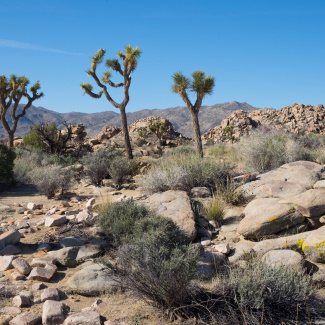 Joshua-Tree-16.jpg