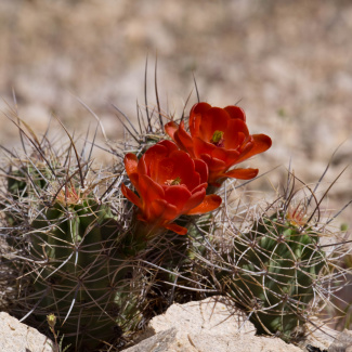 Joshua-Tree-3.jpg