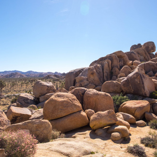 Joshua-Tree-8.jpg