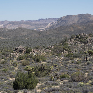Joshua-Tree-2.jpg
