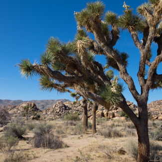 Joshua-Tree-14.jpg