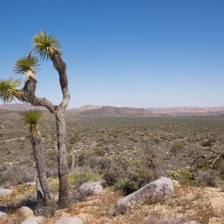 Joshua-Tree.jpg