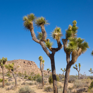 Joshua-Tree-17.jpg