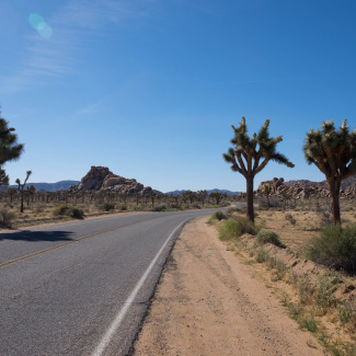 Joshua-Tree-12.jpg