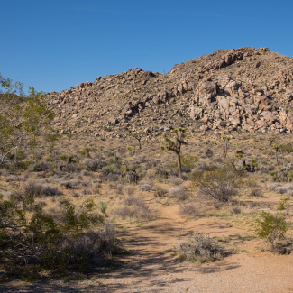 Joshua-Tree-19.jpg