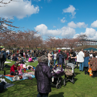 Copenhagen-Sakura-festival-18.jpg