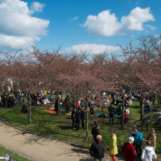 Copenhagen-Sakura-festival-3.jpg