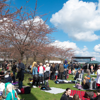 Copenhagen-Sakura-festival-22.jpg