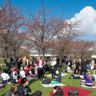 Copenhagen-Sakura-festival-16.jpg
