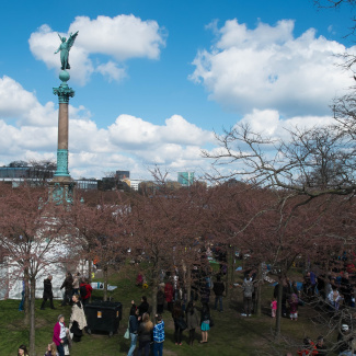Copenhagen-Sakura-festival-4.jpg