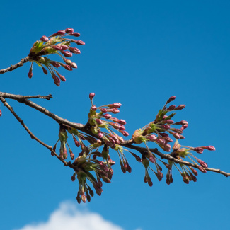 Copenhagen-Sakura-festival-12.jpg