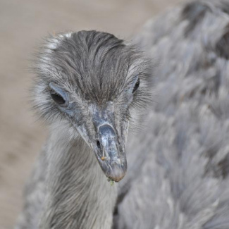 Copenhagen-Zoo-2.jpg