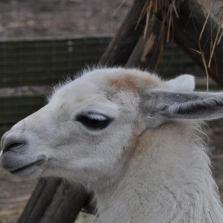 Copenhagen-Zoo-30.jpg