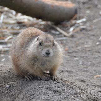 Copenhagen-Zoo-5.jpg