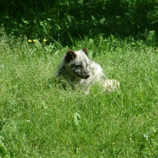 Skånes-Djurpark-14.jpg