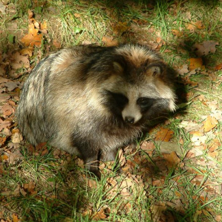 Skånes-Djurpark-65.jpg