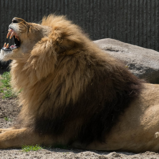 Zoo-with-XF200-55.jpg