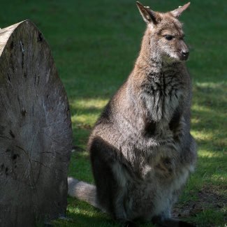 Zoo-with-XF200-55-21.jpg