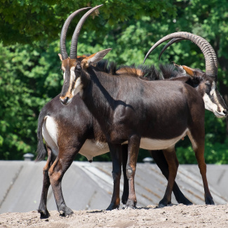 Zoo-with-XF200-55-25.jpg