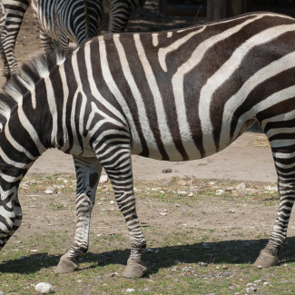 Zoo-with-XF200-55-17.jpg