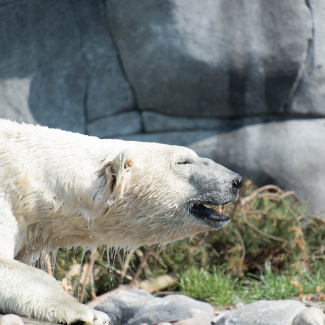 Zoo-with-XF200-55-63.jpg