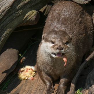 Zoo-with-XF200-55-49.jpg