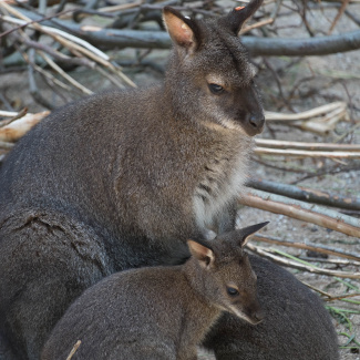 Zoo-with-XF200-55-23.jpg