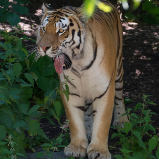 Zoo-with-XF200-55-51.jpg