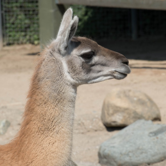 Zoo-with-XF200-55-39.jpg