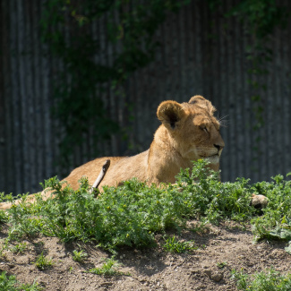 Zoo-with-XF200-55-15.jpg
