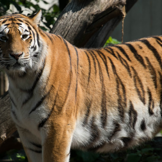 Zoo-with-XF200-55-52.jpg