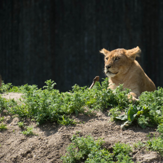 Zoo-with-XF200-55-14.jpg
