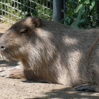 Zoo-with-XF200-55-40.jpg