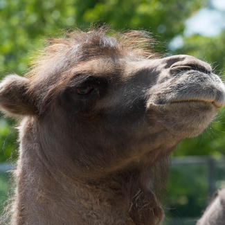 Zoo-with-XF200-55-16.jpg