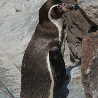Zoo-with-XF200-55-56.jpg