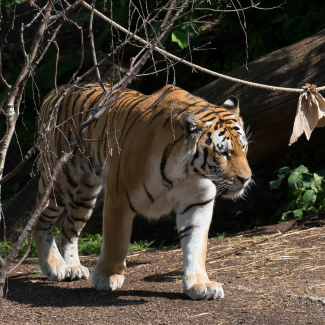 Zoo-with-XF200-55-55.jpg