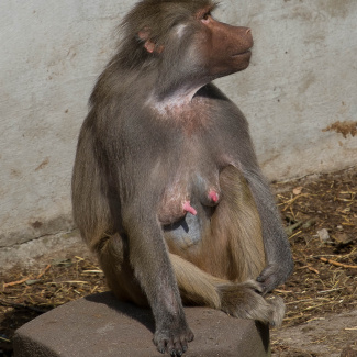 Zoo-with-XF200-55-60.jpg