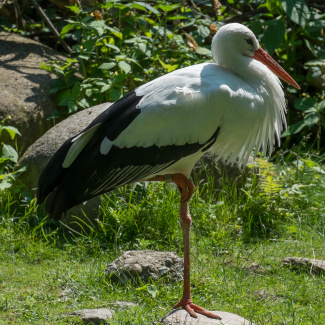 Zoo-with-XF200-55-33.jpg