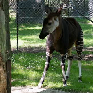 Zoo-with-XF200-55-34.jpg