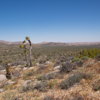 Joshua-Tree-1.jpg