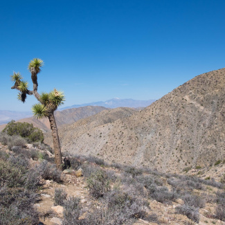 Joshua-Tree-6.jpg