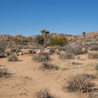 Joshua-Tree-18.jpg